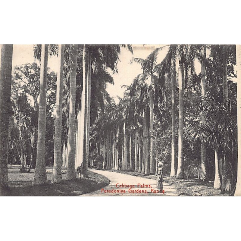 Rare collectable postcards of SRI LANKA. Vintage Postcards of SRI LANKA