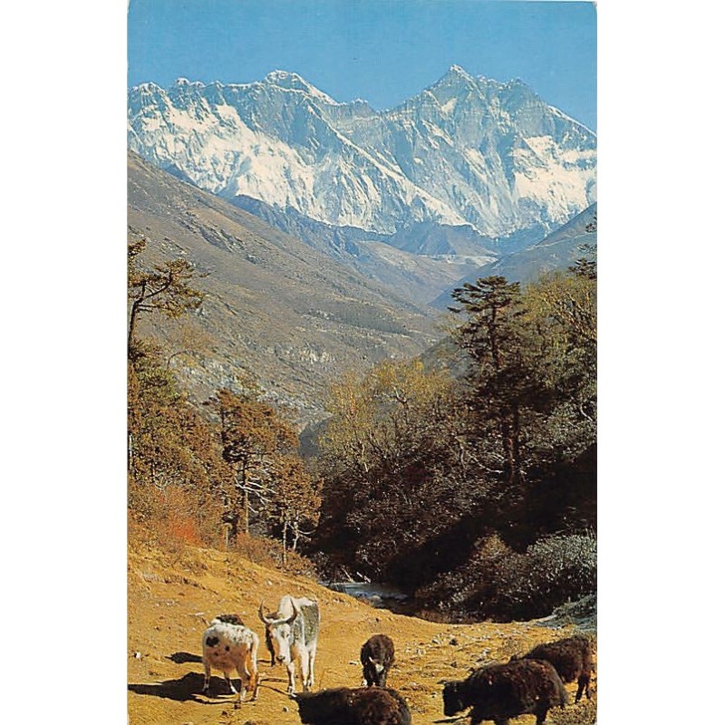 Rare collectable postcards of NEPAL. Vintage Postcards of NEPAL